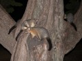 0331-2002 Melbourne possums (1030099)